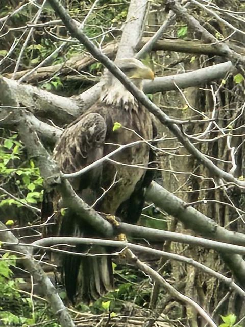 Tiny photo for 19583 W Goodwin Road, Wilmington, IL 60481 (MLS # 12497660)