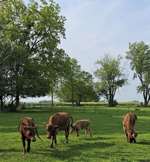 Tiny photo for 19583 W Goodwin Road, Wilmington, IL 60481 (MLS # 12497660)