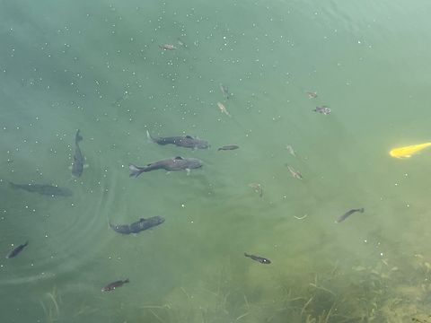 Tiny photo for 119 Largemouth Lane, Wilmington, IL 60481 (MLS # 12591227)