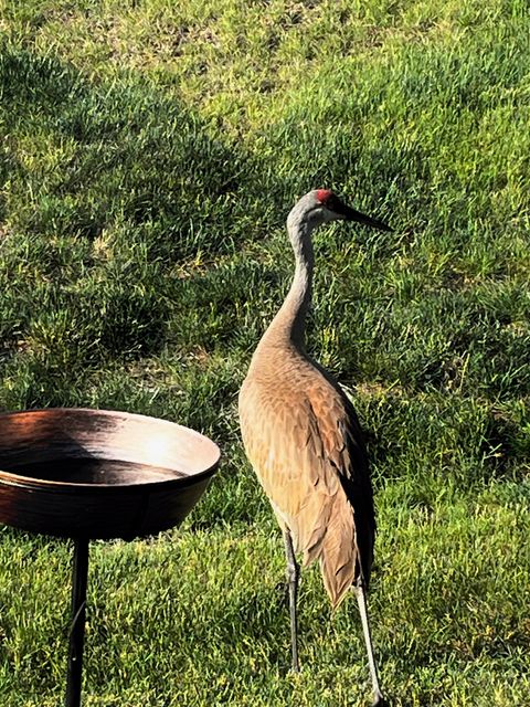 Tiny photo for 1175 Sonoma Court, Pingree Grove, IL 60140 (MLS # 12594143)