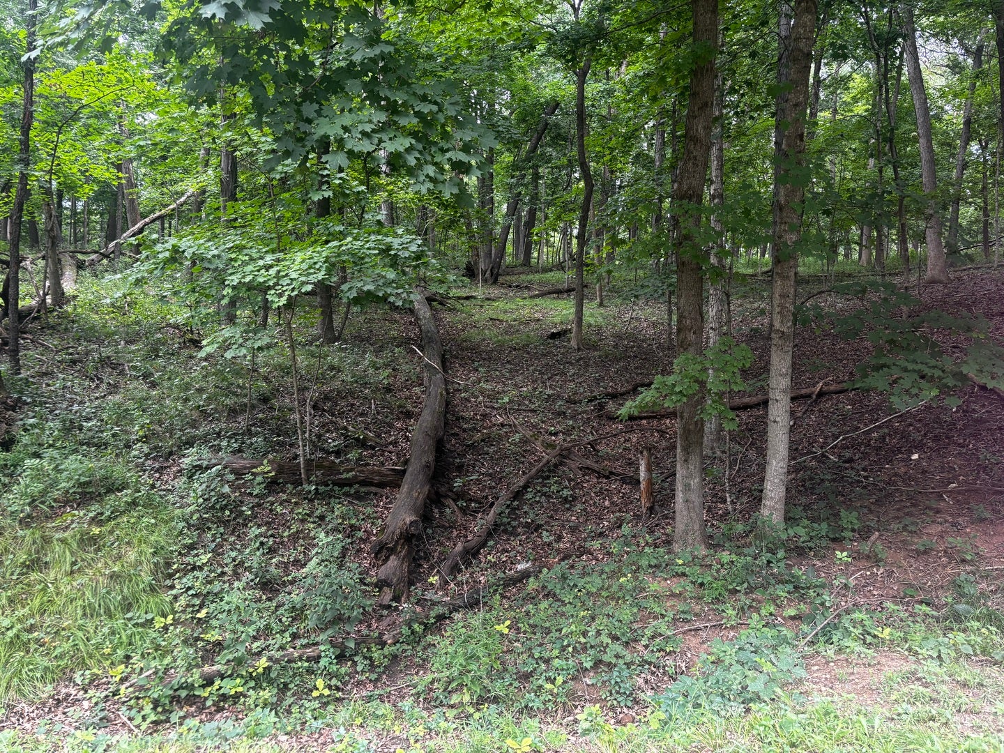 1806 Tanglewood Drive