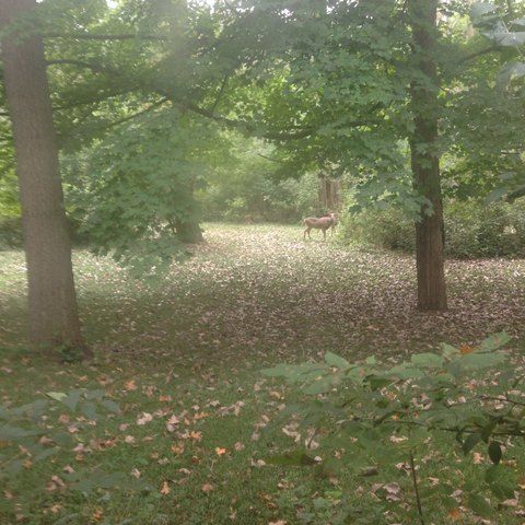 Tiny photo for 65 Lincolnshire Drive, Lincolnshire, IL 60069 (MLS # 12445085)