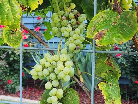 Tiny photo for Seneca, IL 61360 (MLS # 12554363)