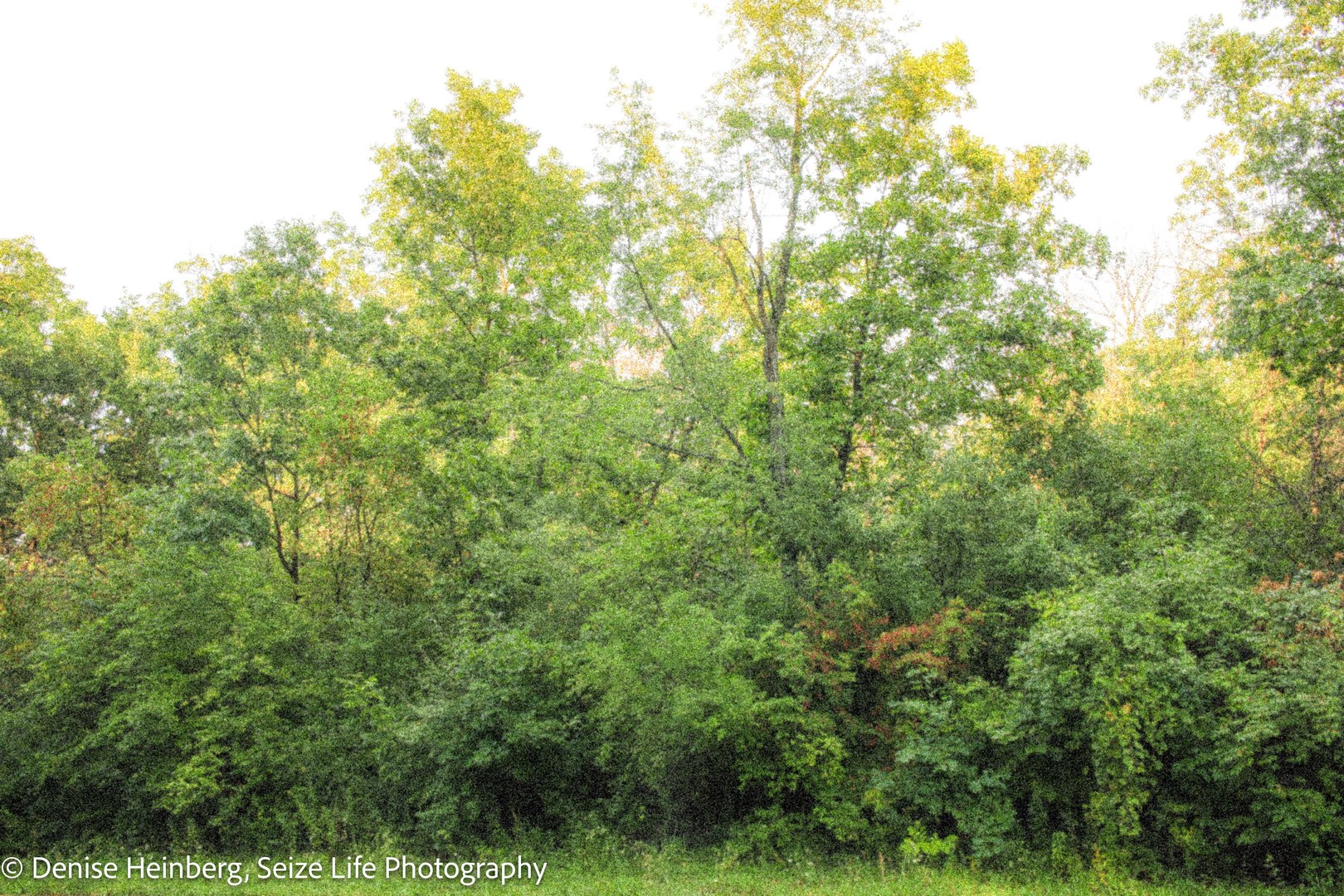 802 Echo (Lot 23) Trail