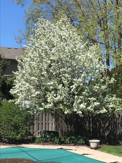 Tiny photo for 11008 LAUREL HILL Drive, Orland Park, IL 60467 (MLS # 12509785)