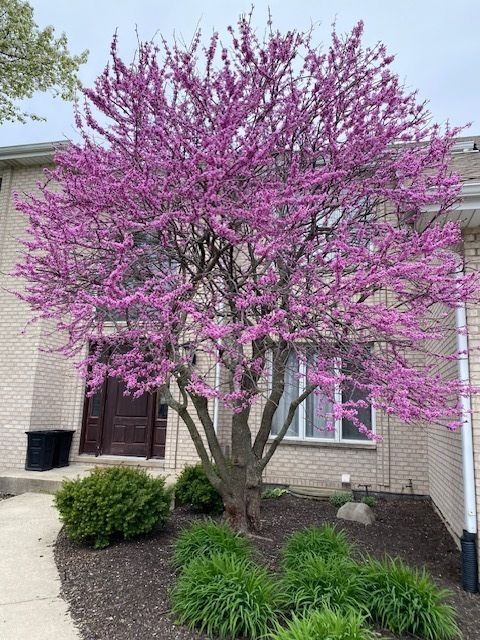 Tiny photo for 11008 LAUREL HILL Drive, Orland Park, IL 60467 (MLS # 12509785)