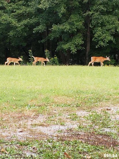 Tiny photo for 880 S Rocky Comfort Road, Makanda, IL 62958 (MLS # QC4269208)