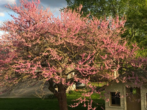 Tiny photo for 23565 W Margate Terrace, Antioch, IL 60002 (MLS # 12723056)