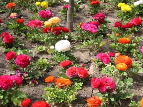 1235 Hathaway Drive Sycamore IL 60178