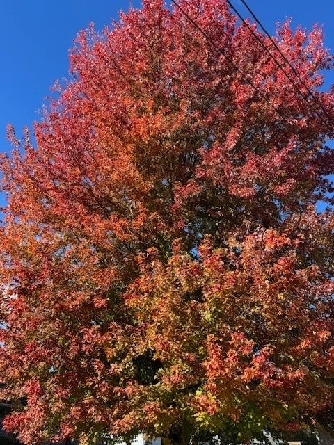 Tiny photo for 548 E Middle Street, South Elgin, IL 60177 (MLS # 12502302)