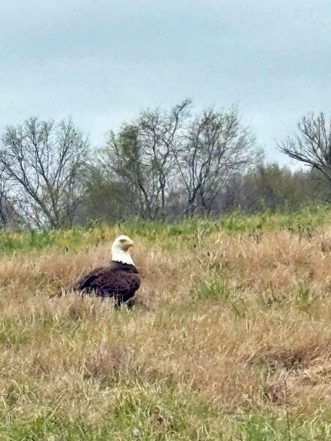 Tiny photo for 7059 Midway Road, Metropolis, IL 62960 (MLS # 12624200)