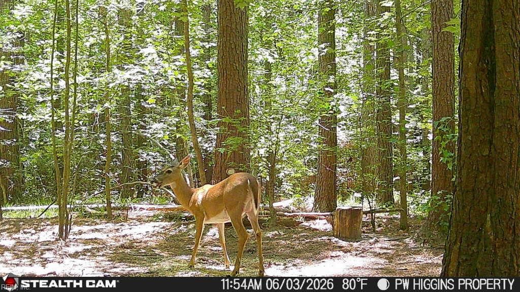 Photo of 20 Wells Lane, Gates, NC 27937 (MLS # 10638785)