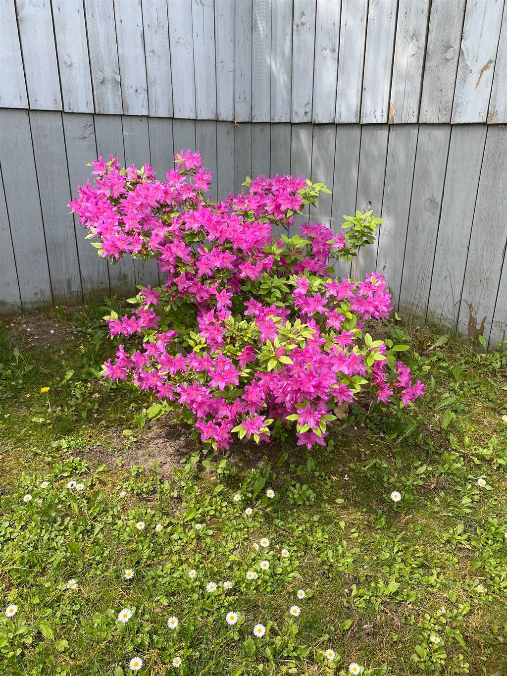 listing image 54