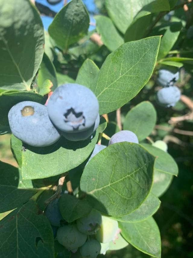13240 BLUEBERRY Lane