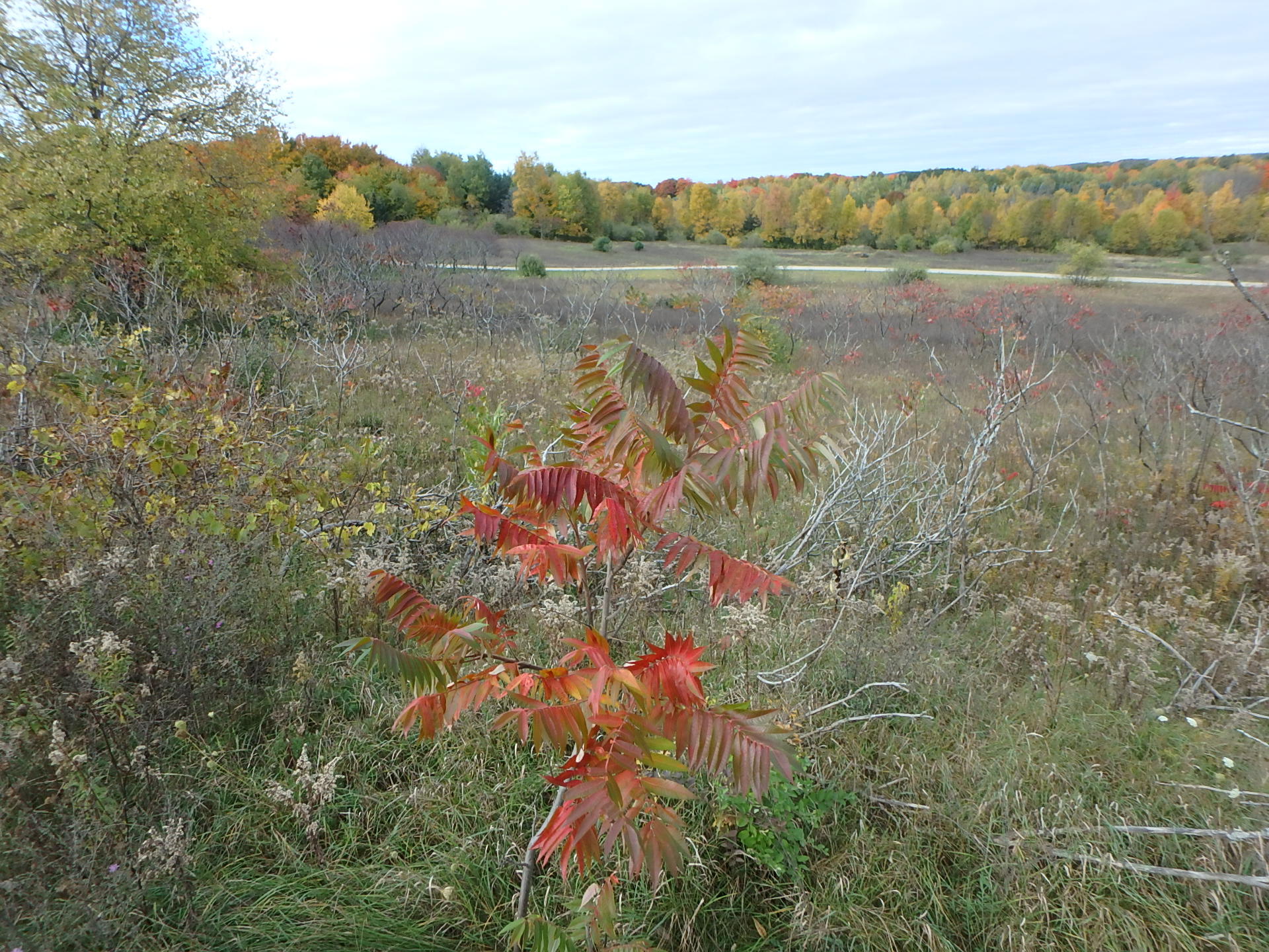 18155 Summerset Court