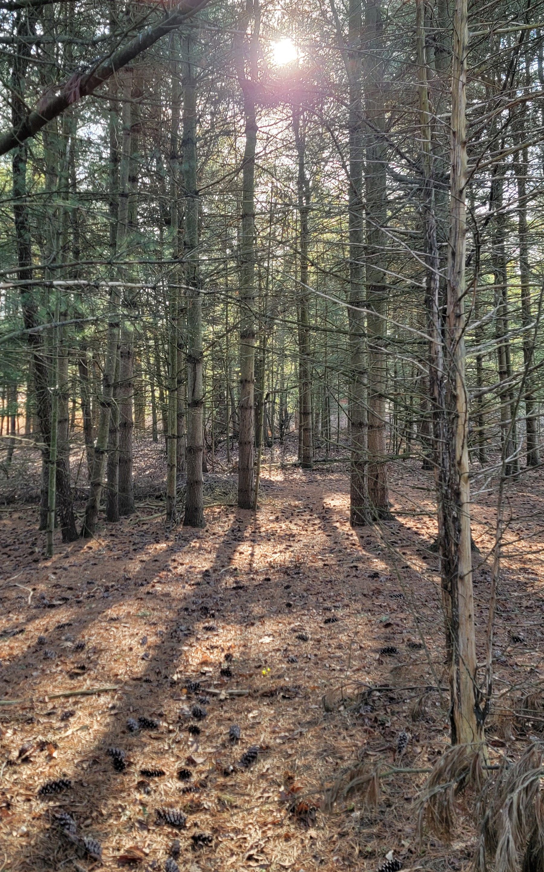 V/L Stinchfield Woods Road