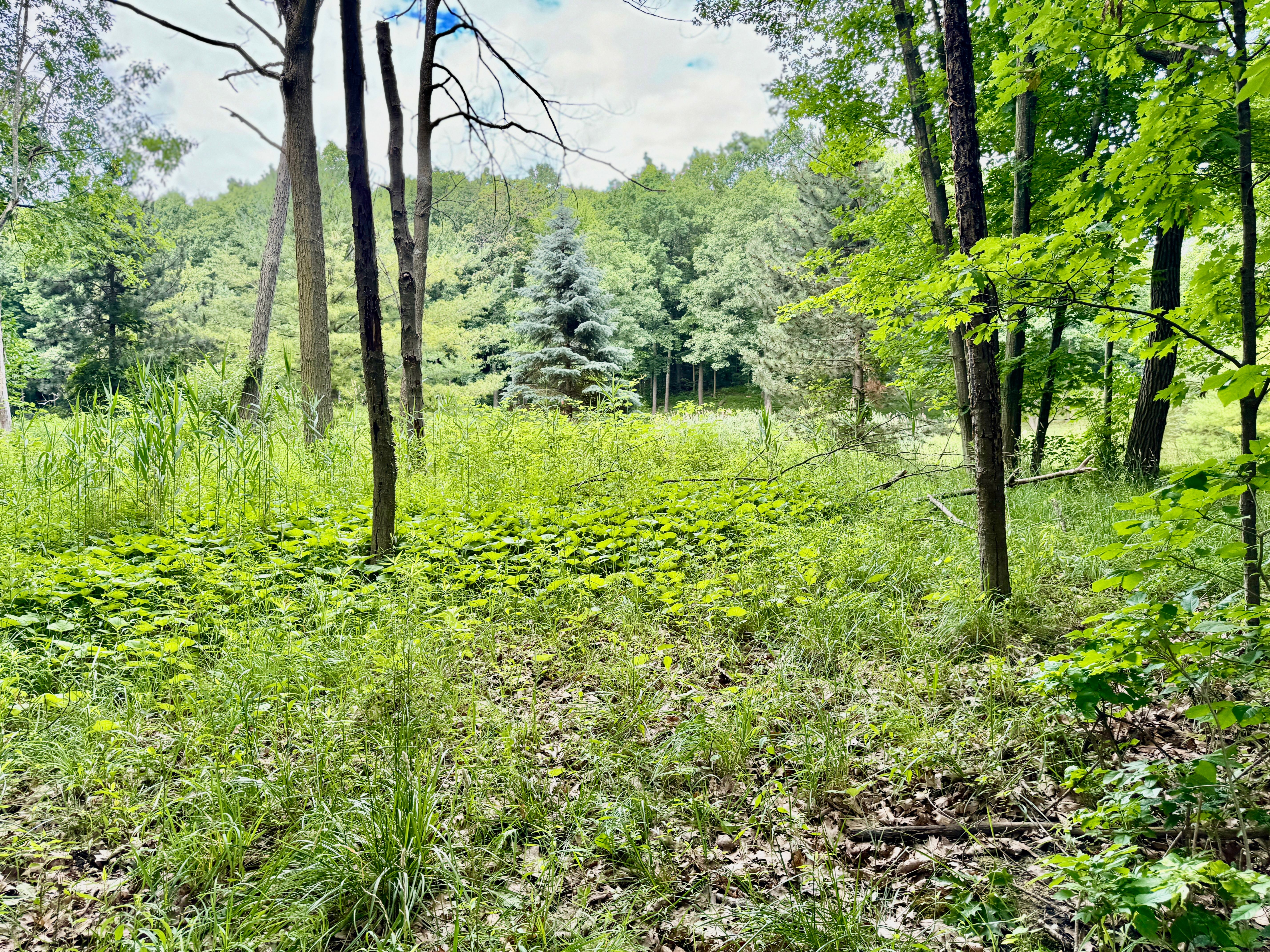 Photo 12 of 24 of 11322 E Holly Road land