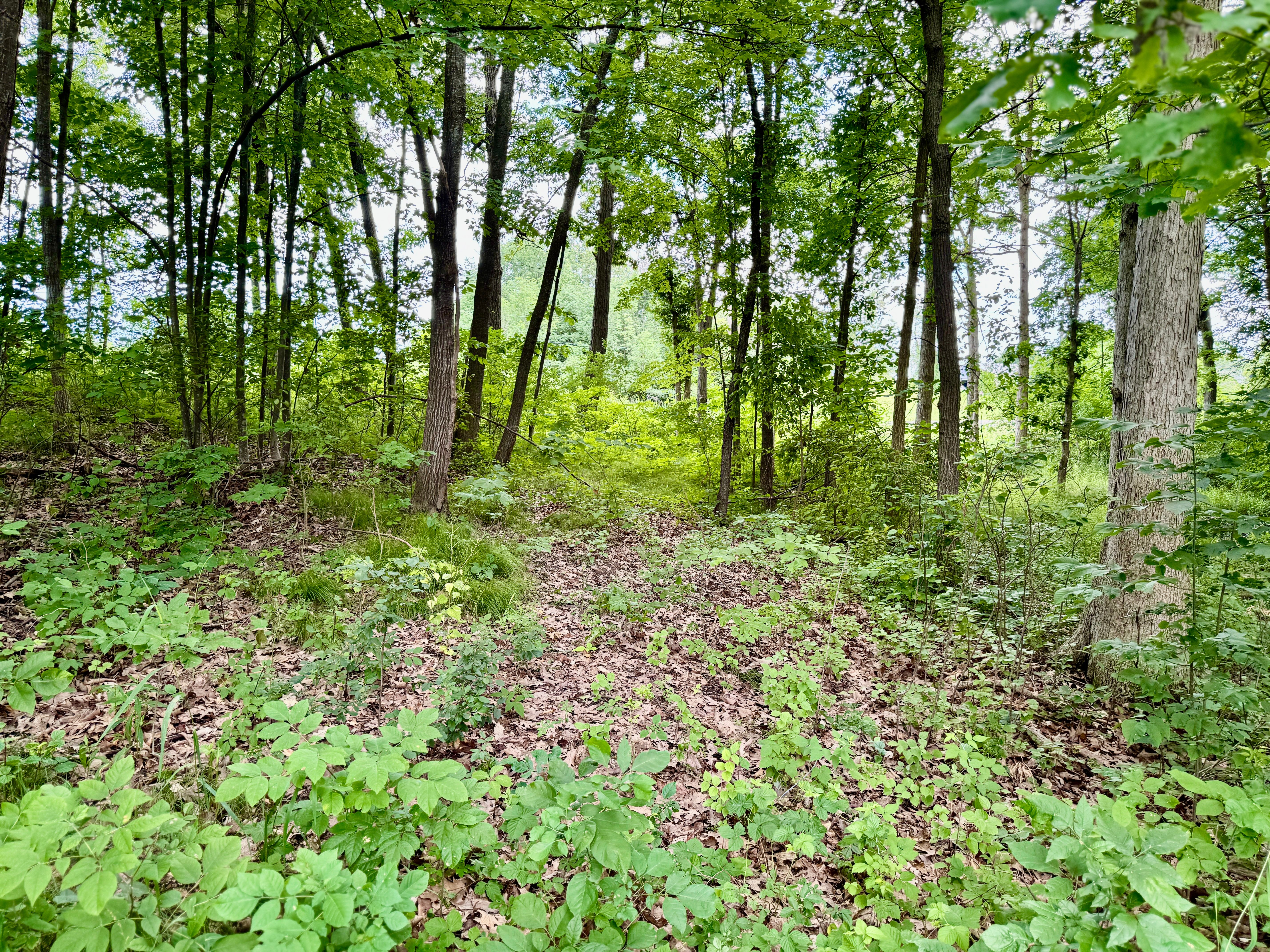 Photo 11 of 24 of 11322 E Holly Road land