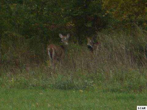 1007 SAW MILL Court Adrian City MI 49221