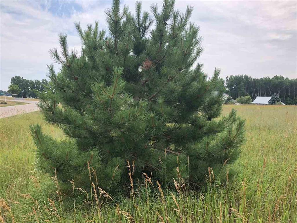 1003/1005 Pyrenees Drive