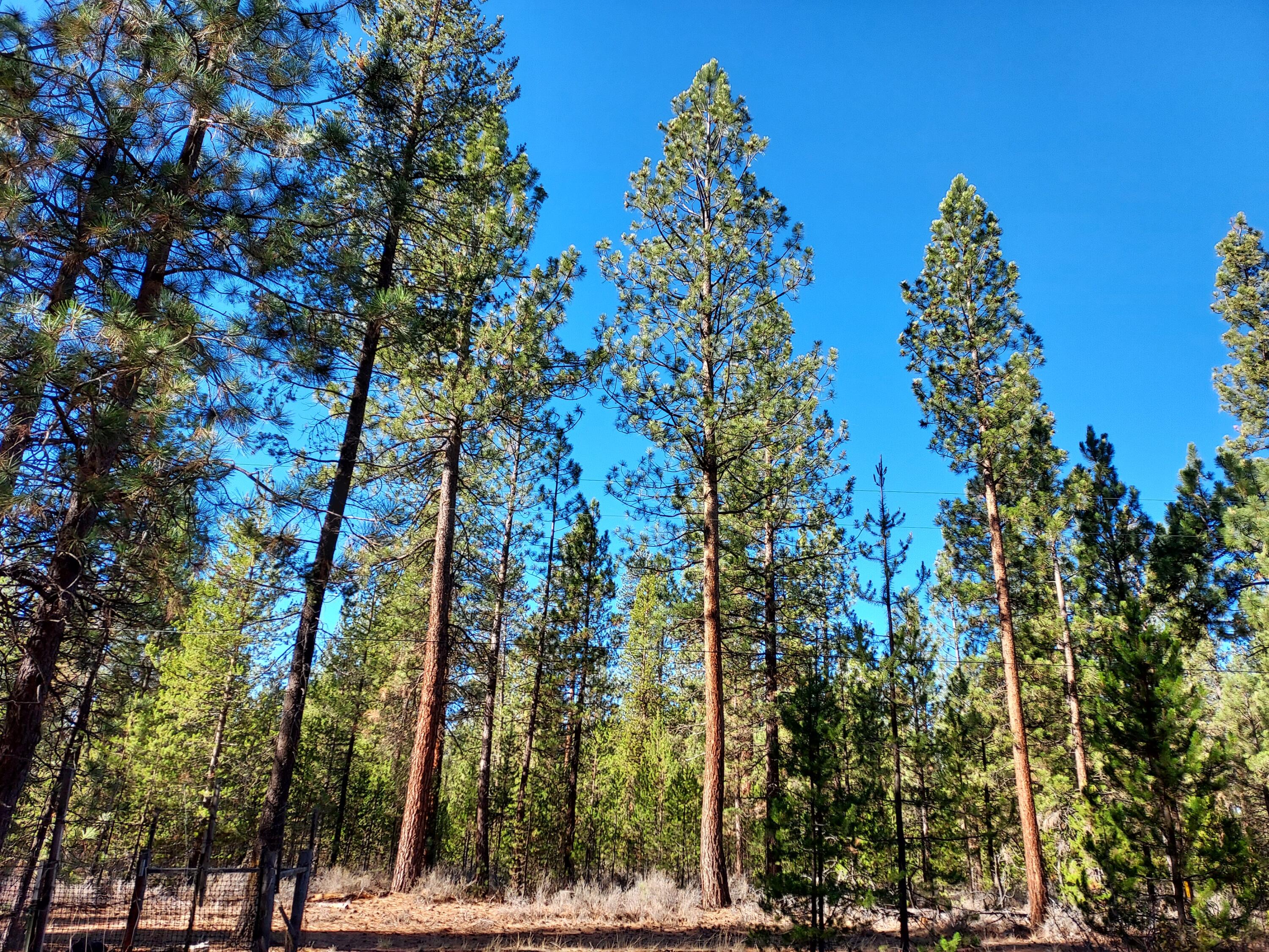La Pine, Oregon 97739, United States, ,Land,Pending,51463