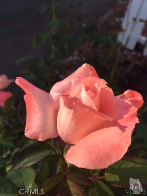 Ojai: Other - Manufactured In Park