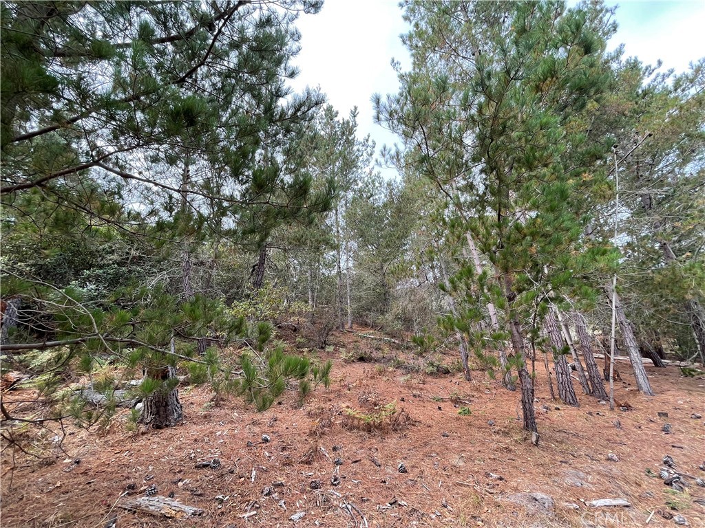 Welcome home to Avon Avenue. One of Cambria's quietest streets! This pine studded triple lot is less than a mile to the beach, 4 blocks to the Fiscalini Preserve and surrounded by nature. Close to town, yet a deep forest feeling. Currently #774 on the water wait list. Check with your agent for current availability of water meters for purchase.