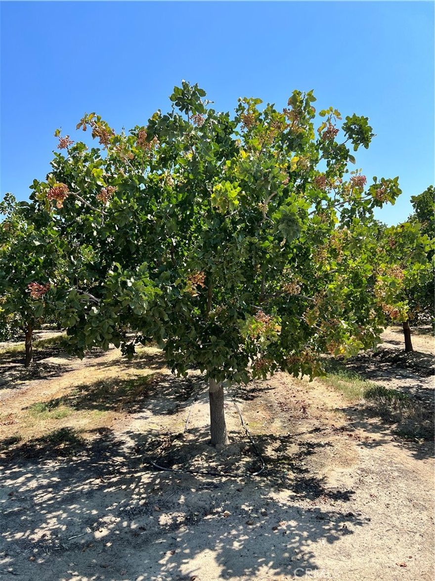An excellent opportunity to acquire a large contiguous investment grade Pistachio orchard. The subject asset is 1,886.27 surveyed acres and 1,810.67 planted acres. The trees were planted in 2012 and include:
-726 +/- acres of Kerman/Peters
-534 +/- acres of Golden Hills/Randy
-550 +/- acres of Lost Hills/Randy

The large contiguous blocks (24 Tulare County APNs) are located near a main thoroughfare touching Highway 43 and Avenue 16. All ranch road are rocked, and the large headquarter site is well fenced. There are 10 deep wells and dual line drip systems services the pistachio blocks. This is a professionally managed investment grade farm asset with no cut corners.

The property is located within the Tri-County Water Authority GSA boundaries. Buyer to verify water policy within the GSA, and effects of the Sustainable Groundwater Management Act.

Seller has requested a signed NDA in order to provide a comprehensive brochure and supporting documents.