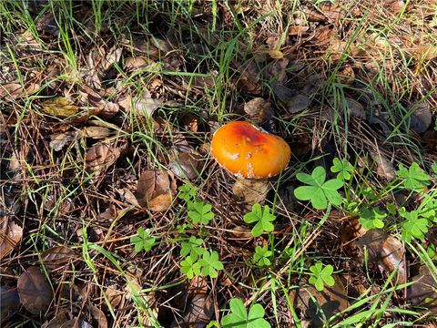 Tiny photo for 0 Kenneth, Cambria, CA 93428 (MLS # SC24012358)