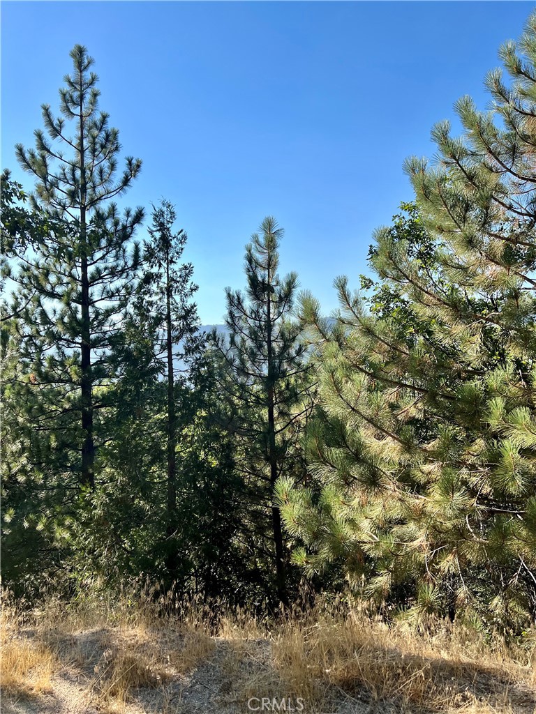 Enchanted Forest (ENFR) - Land