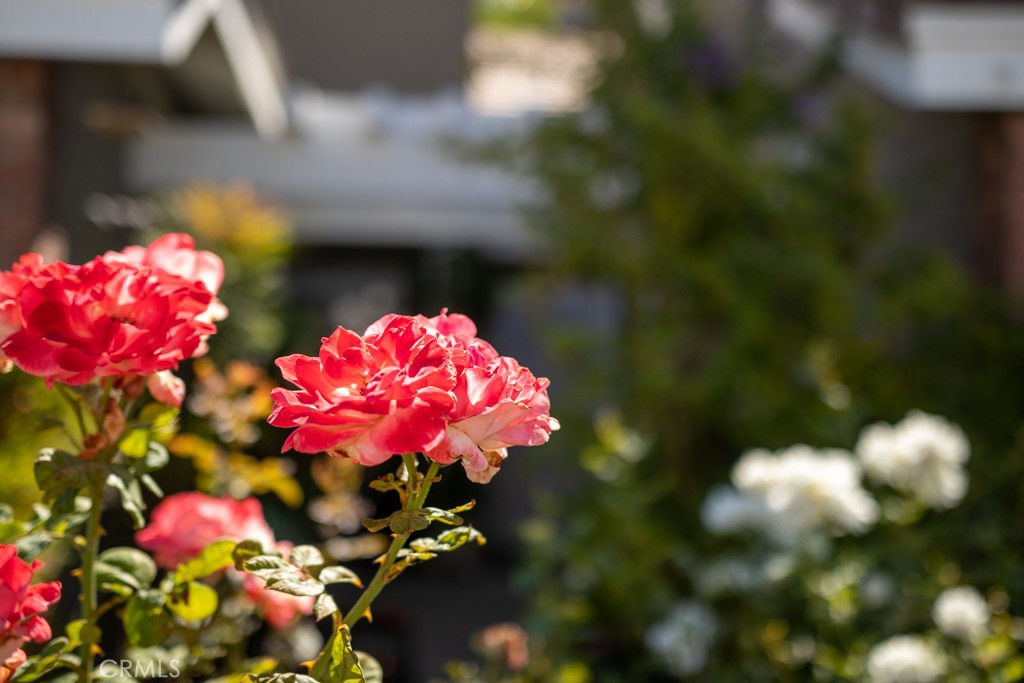 Sycamore Glen (SG) - Residential Lease