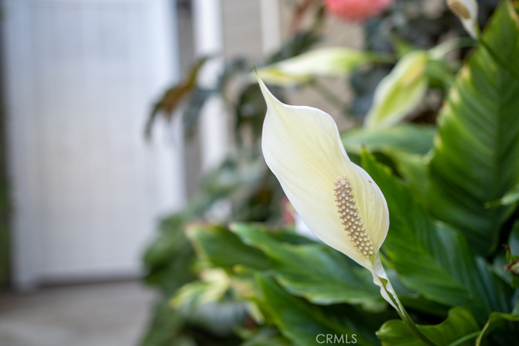 Sycamore Glen (SG) - Residential Lease