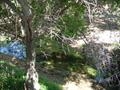 81 acres consisting of 2 parcels#- 405-150-09, and 394-151-09. The historic Echo Del Ranch with the King Creek running thru it. There is an awesome suspension bridge, waterfall, and swimming hole . Raise you kids, raise animals, or just enjoy the peaceful serene atmosphere. The property has the main farm house that is 3/2 with a wrap around deck, various out buildings, and a cabin. The is a real working ranch and would make an ideal family compound or equestrian facility. Neighborhoods: Descanso Equipment: Range/Oven Other Fees: 0 Sewer: Sewer Connected Topography: RSLP Guest House Est. SQFT: 200