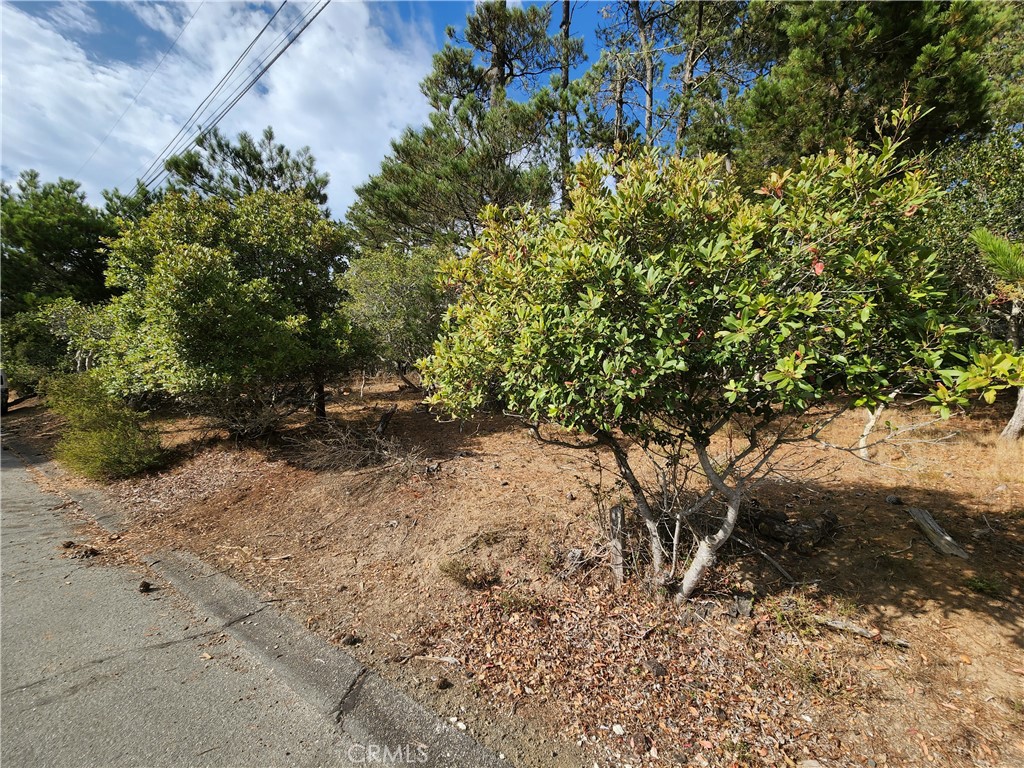 Major price improvement! 5 LOTS! And with a low water wait position of just #91, you could be building your dream home before you know it. Some peek-a-boo ocean views now, but a 2nd story could have sweeping views of the Pacific. Nice quiet street, lots of trees and wildlife, all in the beautiful community of Cambria. This is your chance to be a part of the Cambria lifestyle.