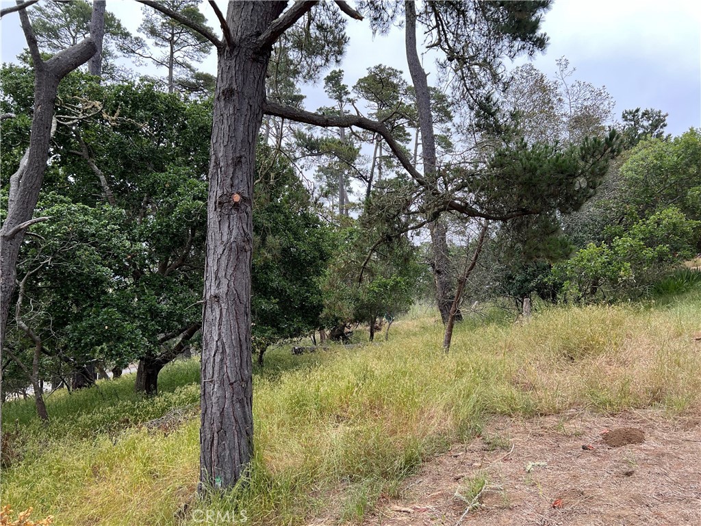 Top of Lodge Hill with Mountain & Forest Views. #587 on CCSD water wait list. A rural forested location with lots of wildlife. Oversize corner triple lot.
Buy and Hold for now until the current building moratorium for new construction is lifted. Check CCSD and county websites (cambriacsd.org & slocounty.ca.gov) for info on the moratorium & allowable uses for property. Offered for $35,000.