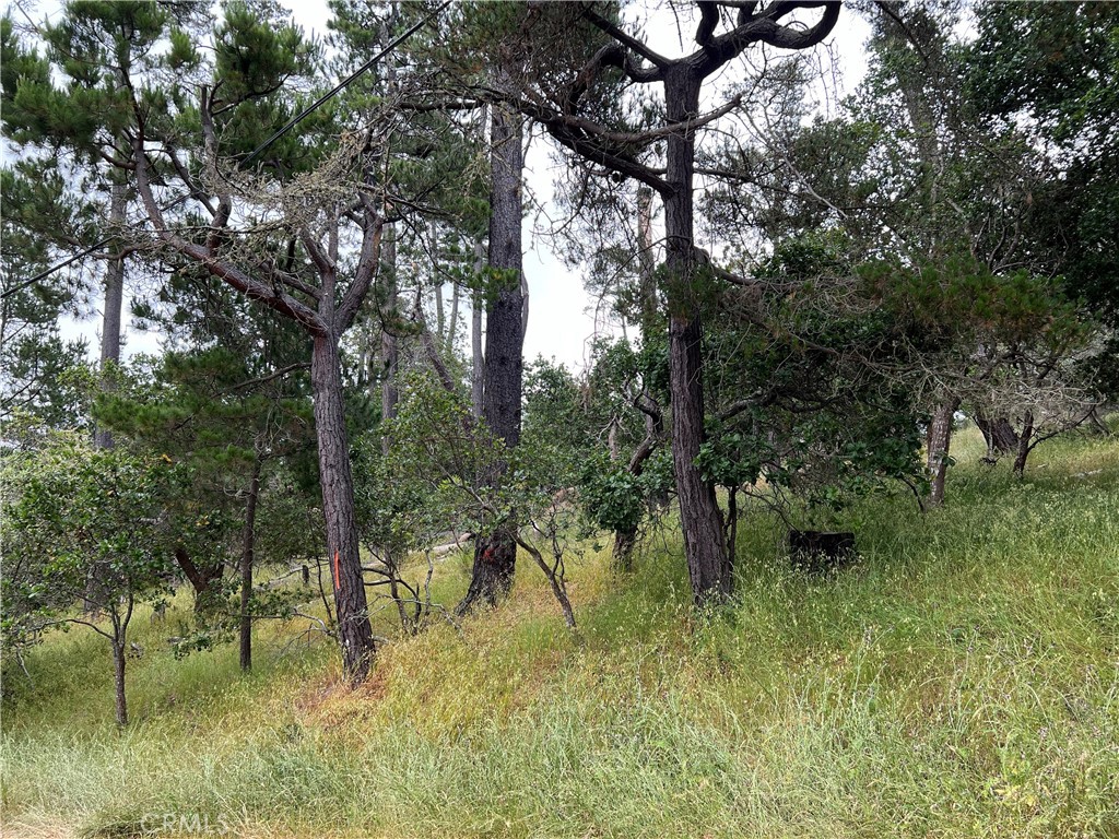 Top of the World(2170) - Land