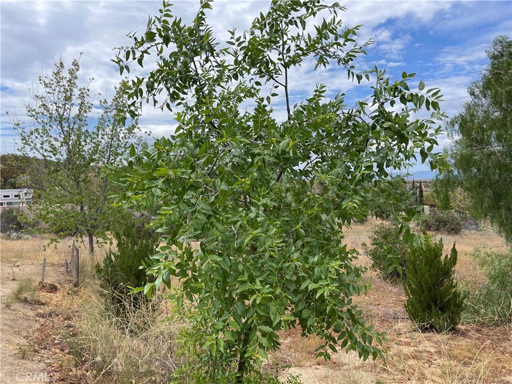 listing image 130724327036319436994