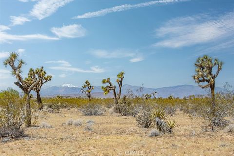 A home in Joshua Tree