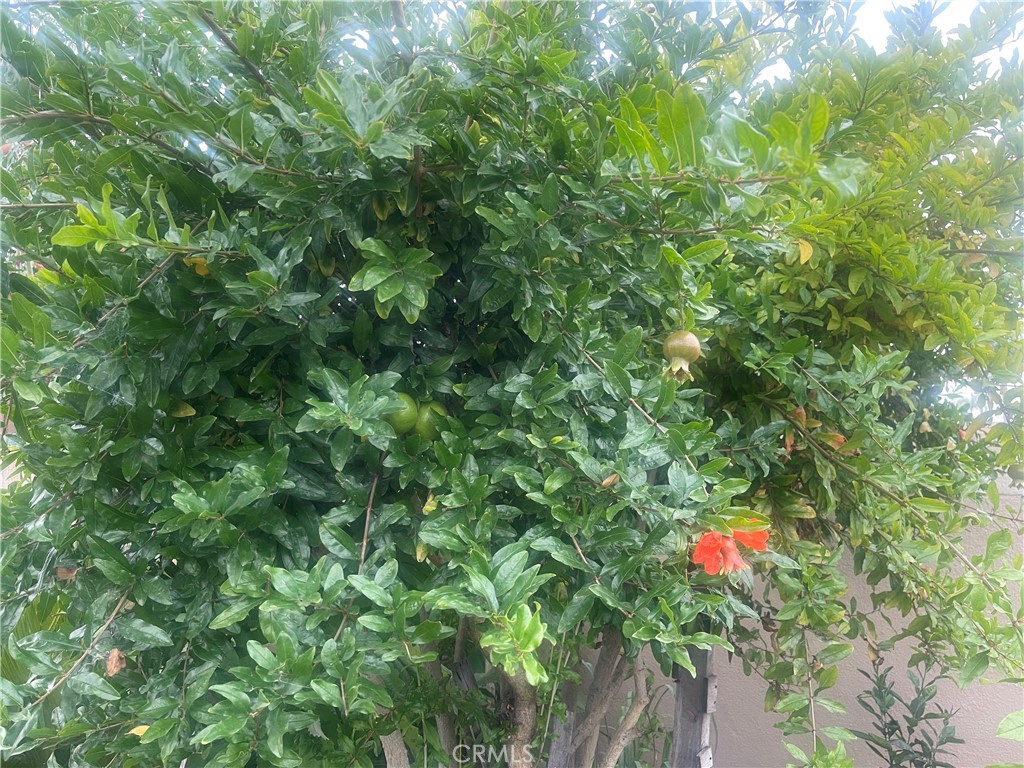 ,Cypress - Residential Lease