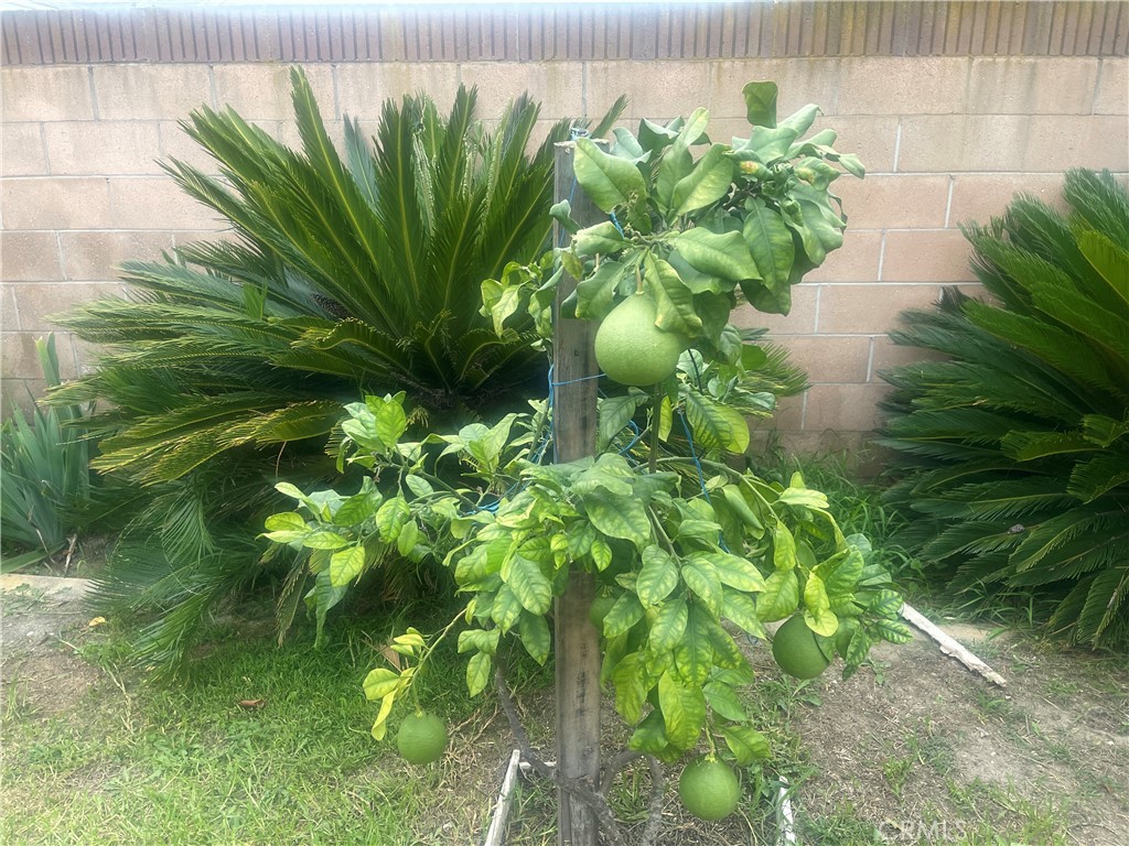 ,Cypress - Residential Lease