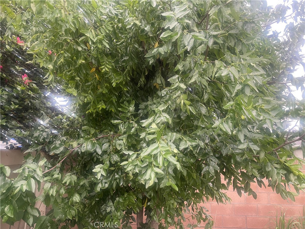 ,Cypress - Residential Lease