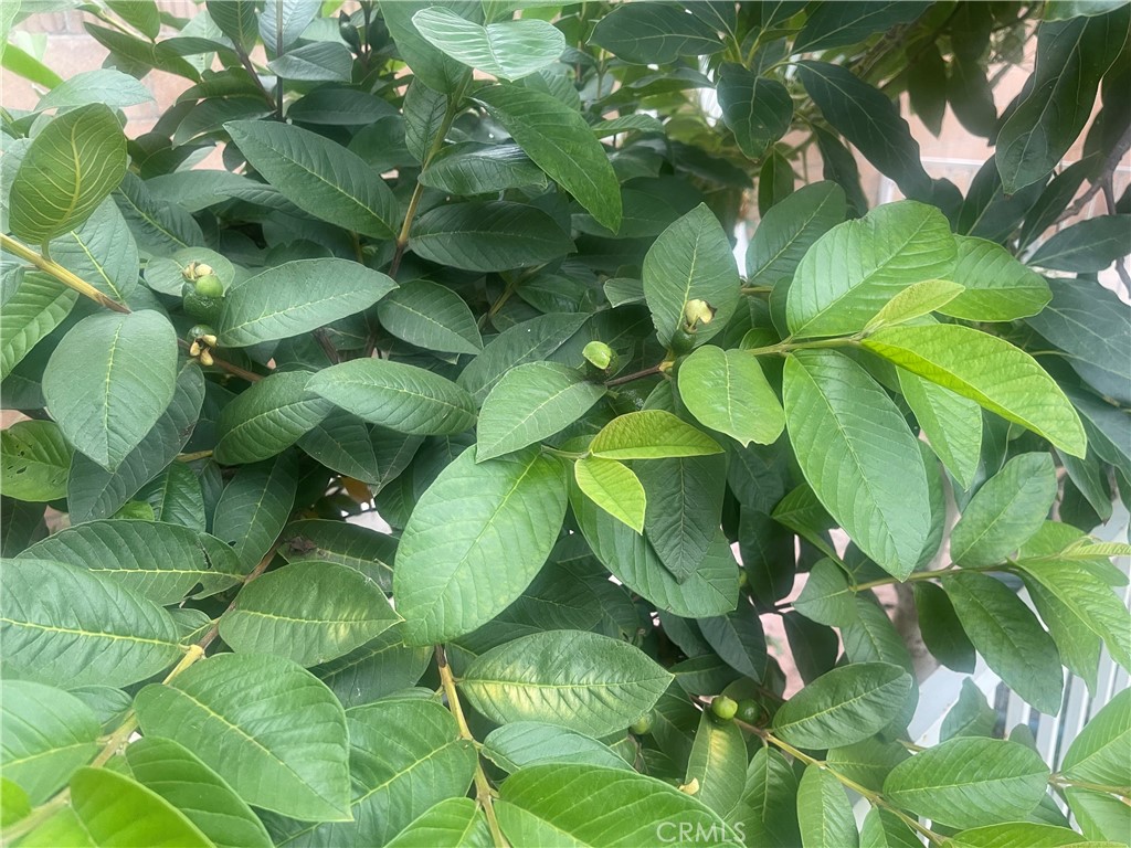 ,Cypress - Residential Lease