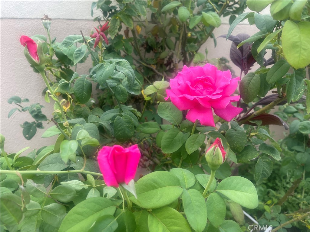 ,Cypress - Residential Lease