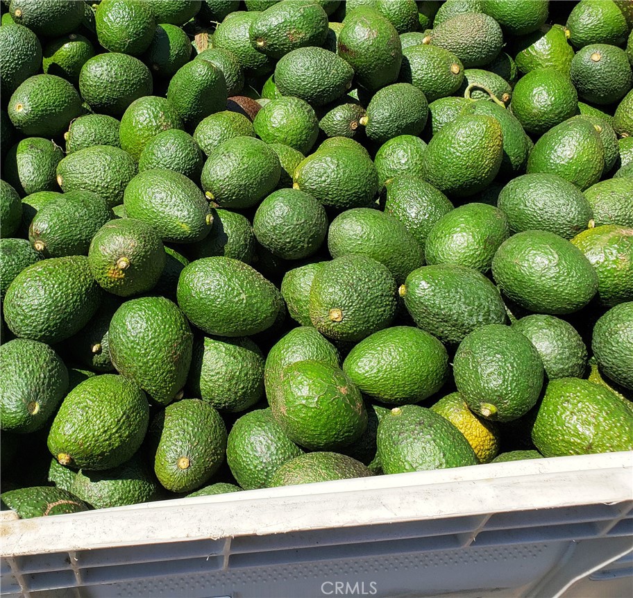 Excellent avocado grove with 4000+- 20 year old trees with additional 400 trees that were added in 2021 with potential for excellent income and cash flow; there is
also more space available for additional planting. Irrigation is supplied by a 3” water meter & 2 wells with five 5,000 gallon tanks. One additional well also on the
property currently not in use. Property also has electricity already on the property. Fenced and gated access, grove roads in very good condition & the property has
a gentle slope that increases to allow for good drainage. Located at the end of a Cul-De-Sac with incredible views of the surrounding countryside that seller says
includes a view of the ocean on a clear day; this would provide the perfect location for an estate home since it already has a flat pad that seller says has been
graded for building. This is one of the best agricultural investments available in the area and a definite must see. Grove records and projections are available for
review to serious buyers. The seller is willing to stay on as long as needed to assist in the transition ensuring the grove continues to improve in production and
profitability