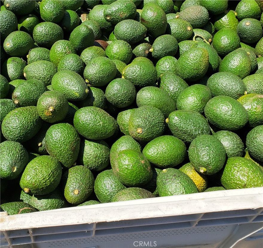 Excellent avocado grove with 4000+- 20 year old trees with additional 400 trees that were added in 2021 with potential for excellent income and cash flow; there is

also more space available for additional planting. Irrigation is supplied by a 3” water meter & 2 wells with five 5,000 gallon tanks. One additional well also on the

property currently not in use. Property also has electricity already on the property. Fenced and gated access, grove roads in very good condition & the property has

a gentle slope that increases to allow for good drainage. Located at the end of a Cul-De-Sac with incredible views of the surrounding countryside that seller says

includes a view of the ocean on a clear day; this would provide the perfect location for an estate home since it already has a flat pad that seller says has been

graded for building. This is one of the best agricultural investments available in the area and a definite must see. Grove records and projections are available for

review to serious buyers. The seller is willing to stay on as long as needed to assist in the transition ensuring the grove continues to improve in production and

profitability
