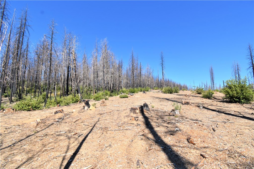 2.67 acres of land in Berry Creek just past the trailhead to the iconic Bald Rock. This raw land is undeveloped and was affected by the North Complex Fire but a section of the land has been cleared of burnt trees. It is paved all of the way to this property as the property sits on Bald Rock Rd. Cut in a driveway and this property would be a perfect place to camp or build on.