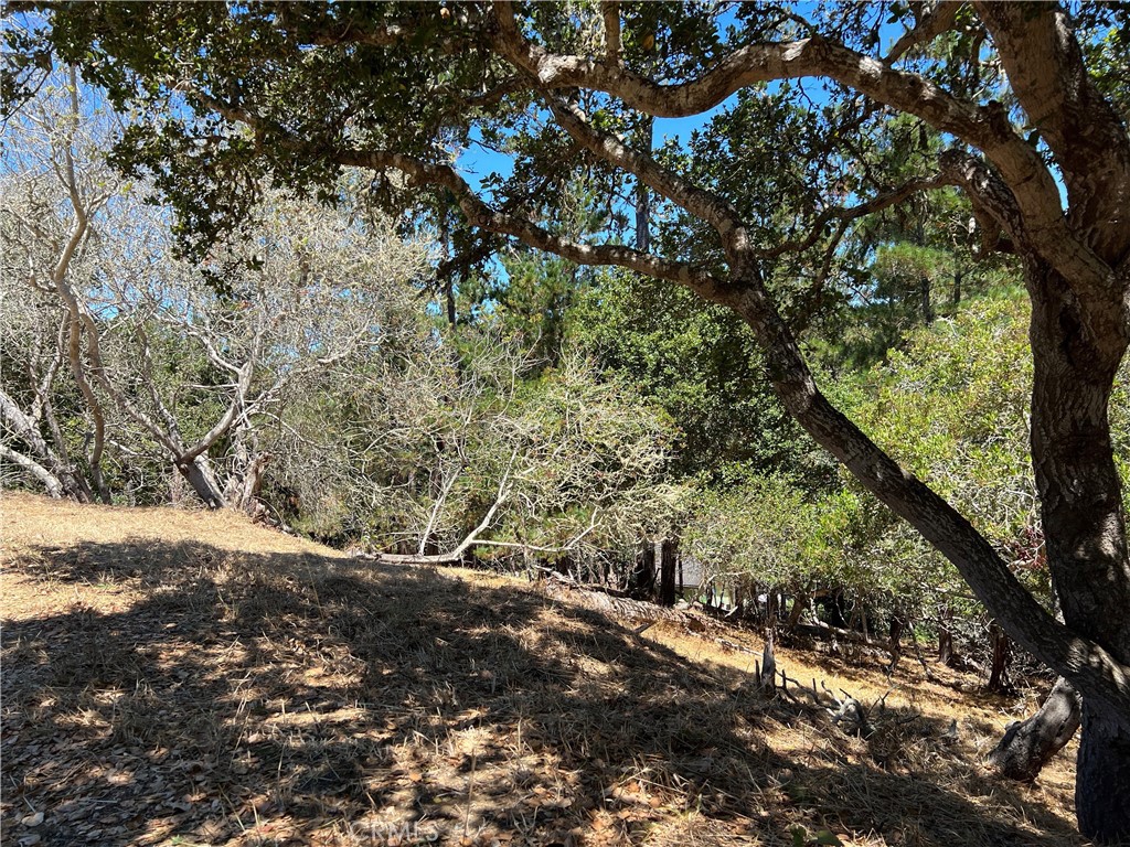 In the Pines on Lodge Hill West of Highway One not far to the Beach. 6 Lots on 2 legal parcels being sold together. Both parcels are on the CCSD water wait list #'s 384 & 408. Located on a quiet low traffic street with lots of deer and turkey wondering around. Pines and Oak trees cover this gently sloping 6 lot parcel. If you seek a quiet sunny location away from the crowds and traffic then take a look at this land, your future home site. Buy and hold for now until the current building moratorium for new construction is lifted. Check CCSD and county websites (cambriacsd.org & slocounty.ca.gov) for info on the moratorium and allowable uses for property. Offered for $59,900.