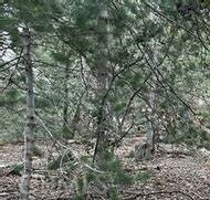 Crestline (CRES) - Land