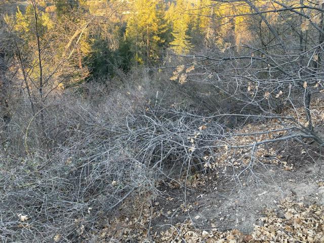 Cedar GlenMap - Land