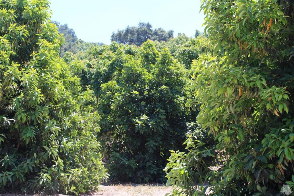 Beautiful Ojai Avocado Grove and Ranch. 317 total acres with an unusual mix of 100 +/- acres planted to avocados and an additional 200+ acres of nature at its best. The avocado grove is well managed and productive. The six year average for the grove is over 9,000 pounds per acre! The water is supplied by Casitas Municipal Water District with a good allocation of 300 acre feet per year. A new pumping system is nearly complete to improve efficiency and costs. The balance of the ranch is pristine, unchanged since early ranching days. The surrounding area previously featured walnuts, hay and grazing cattle. For people who like the great outdoors, horseback riding and nature appreciation is a great way to pass the day here. Native oaks are abundant and the ranch serves as part of a wildlife corridor that goes up Lion Canyon to Upper Ojai and beyond to the Sespe. The views are spectacular, including a wonderful vista of the iconic Ojai Valley Inn. There are several areas to build your dream home and a level area suitable for a horse facility. In the meantime, this is a working avocado ranch with a multitude of possibilities.